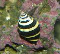 Photo Bumblebee Snail clams characteristics