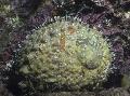 Photo Abalone clams characteristics