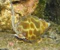 Photo Babylonia Spiratas clams characteristics