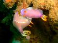 Photo Pink Dorid Nudibranch sea slugs characteristics