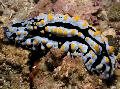 Photo Varicose Phyllidia sea slugs characteristics
