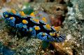Photo Phyllidia Coelestis sea slugs characteristics