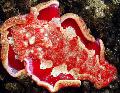 Photo Spanish Dancer sea slugs characteristics