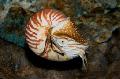 Photo Pearly Nautilus clams characteristics