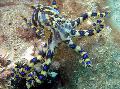 Photo Blue Ringed Octopus clams description