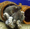 Photo Common Octopuses clams description