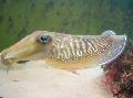 Photo Cuttlefish clams characteristics