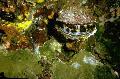 Photo Spondylus Americanus clams characteristics