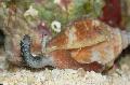 Photo Strombus clams characteristics