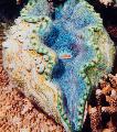 Photo Tridacna clams description