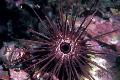 Photo Needle Spined Sea Urchin  characteristics
