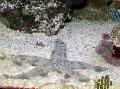 Photo Sand Sifting Starfish  characteristics