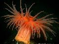 Photo Actinostola Chilensis anemones description