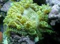 Photo Beaded Sea (Aurora) Anemone  characteristics