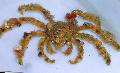 Photo Decorator Crab, Camposcia Decorator Crab, Spider Decorator Crab  description