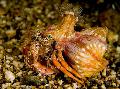 Photo Anemone Hermit Crab lobsters characteristics