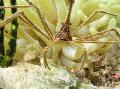 Photo Arrow Crab, Caribean Spider Crab, Caribean Ghost Crab  description