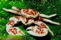 Foto Porzellan Anemone Crab krebse Merkmale