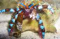 Photo Electric Blue Hermit Crab lobsters characteristics