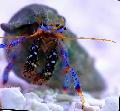 Photo Dwarf Blue Leg Hermit Crab lobsters characteristics