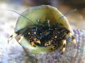 Photo Black Hermit Crab (Yellow-Footed Hermit Crab) lobsters description