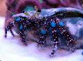 Foto Blue-Knie Einsiedler-Krabbe hummer Merkmale