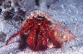 Foto White-Spotted Einsiedlerkrebs hummer Merkmale