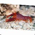 Photo Debelius Reef Lobster  characteristics