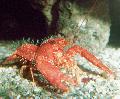 Photo Purple Reef Lobster  characteristics