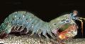 Photo Mante Crevette Arlequin (Paon Crevettes Mantis) homards les caractéristiques