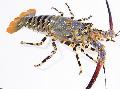 Photo Ornate Spinny Lobster  description