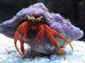 Photo Scarlet Hermit Crab lobsters characteristics