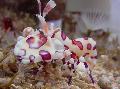   ブラウン 水族館 海の無脊椎動物 ハーレクインエビ、ピエロ（白蘭）エビ / Hymenocera picta フォト