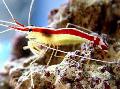 Photo Blanc Indo-Pacifique Bagué Crevette Nettoyeuse  les caractéristiques