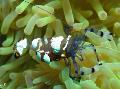 Photo Clown Pacific Shrimp Anemone  Cur síos