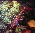   red Aquarium Sea Invertebrates Camelback (Camel, Candy, Dancing, Hingebeak, Durban Hinge-Beak) Shrimp / Rhynchocinetes durbanensis Photo