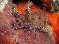 Photo Monkey Shrimp, Common Marble Shrimp  characteristics