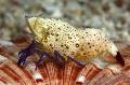 Photo Violet-Legged Marble Shrimp  characteristics