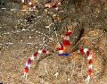 Photo Red Banded Boxer Shrimp, White-Banded Cleaner Shrimp, Boxing Shrimp  description
