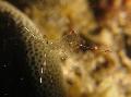 Photo Cleaning Rock Pool Shrimp  characteristics