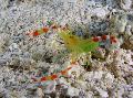 Foto Golden Coral Shrimp garnele Merkmale