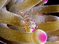   motley Aquarium Sea Invertebrates Spotted Cleaner Shrimp / Periclimenes yucatanicus Photo