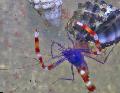 Photo Boxer Shrimp Blue  characteristics