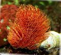 Photo Feather Duster Hardtube fan worms characteristics