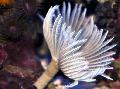 Photo Hawaiian Feather Duster fan worms characteristics