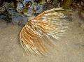 Photo Feather Duster Worm (Indian Tubeworm)  description
