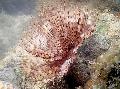 Foto Staubwedel Wurm (Indian Röhrenwurm) fan würmer Beschreibung