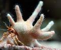 Photo Staghorn Hermit Crab lobsters characteristics