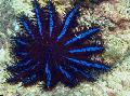 Photo Crown Of Thorns sea stars description