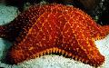 Foto Reticulate Seestern, Caribbean Kissen Sterne  Beschreibung